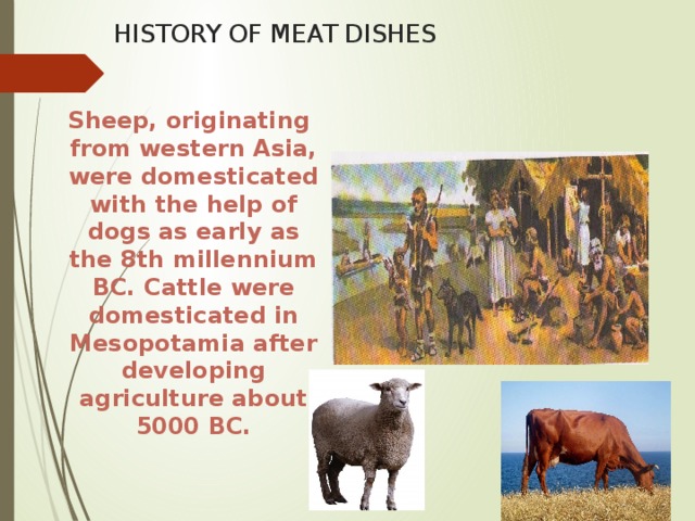 HISTORY OF MEAT DISHES  Sheep, originating from western Asia, were domesticated with the help of dogs as early as the 8th millennium BC. Cattle were domesticated in Mesopotamia after developing agriculture about 5000 BC.  