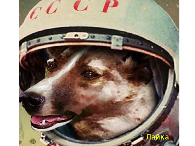 Лайка 