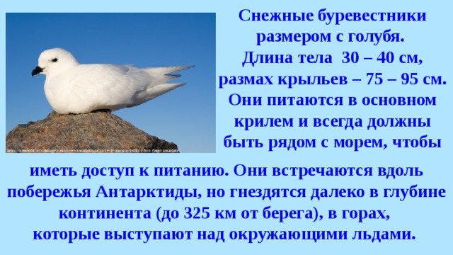 Снежный буревестник - 7606879