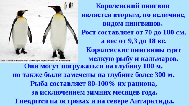 Среди пингвинов есть и драчуны найти глагол. Рассказ о пингвине. Королевский Пингвин информация. Пингвин рассказ для детей. Сообщение о королевском пингвине.