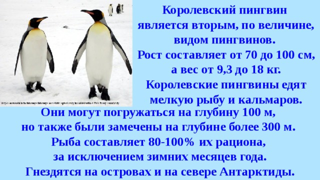 Среди пингвинов есть и драчуны план изложения