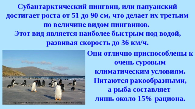 Какой тип развития характерен для субантарктического пингвина изображенного на рисунке