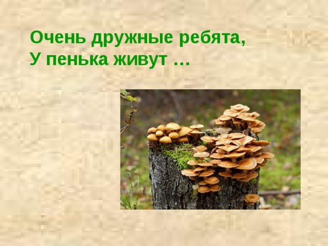 Очень дружные ребята,   У пенька живут … 