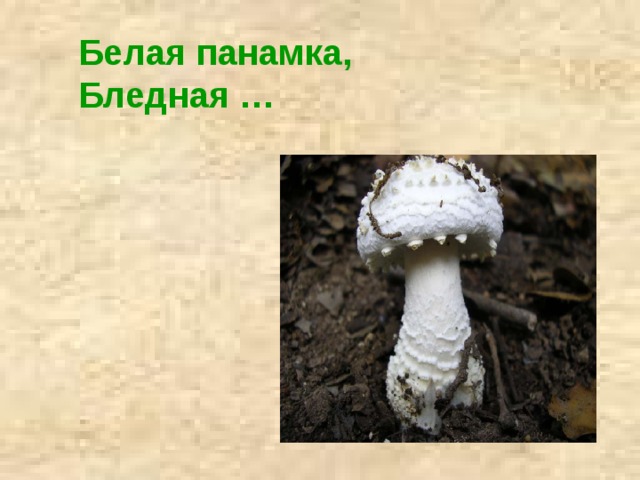 Белая панамка,   Бледная … 