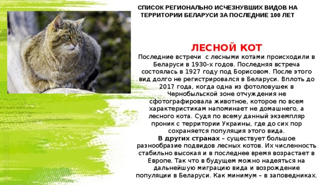 Лесной кот описание