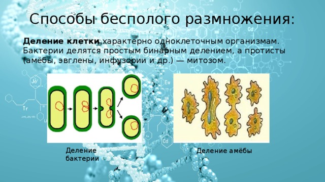 Способы бесполого размножения: Деление клетки  характерно одноклеточным организмам. Бактерии делятся простым бинарным делением, а протисты (амёбы, эвглены, инфузории и др.) — митозом. Деление бактерии Деление амёбы 