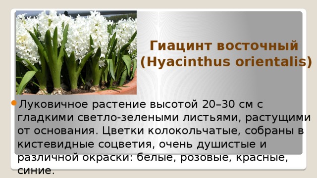 Гиацинт восточный  (Hyacinthus orientalis)   Луковичное растение высотой 20–30 см с гладкими светло-зелеными листьями, растущими от основания. Цветки колокольчатые, собраны в кистевидные соцветия, очень душистые и различной окраски: белые, розовые, красные, синие. 