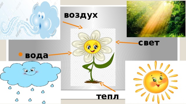 Воздух свет. Что необходимо растению для жизни. Вода свет воздух тепло. Воздух в природе для дошкольников. Что нужно растениям.