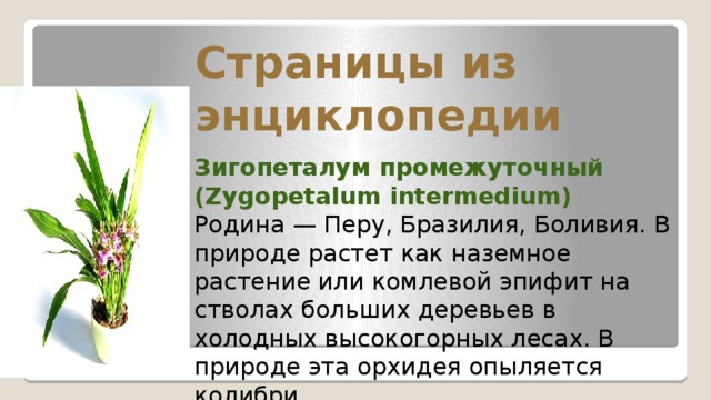 Страницы из энциклопедии Зигопеталум промежуточный (Zygopetalum intermedium) Родина — Перу, Бразилия, Боливия. В природе растет как наземное растение или комлевой эпифит на стволах больших деревьев в холодных высокогорных лесах. В природе эта орхидея опыляется колибри. 