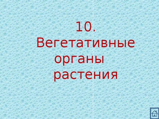 10. Вегетативные органы растения 