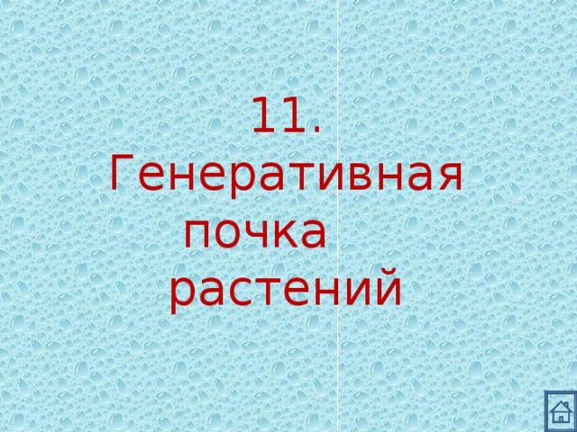 11. Генеративная почка растений 