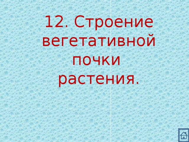 12. Строение вегетативной почки растения. 