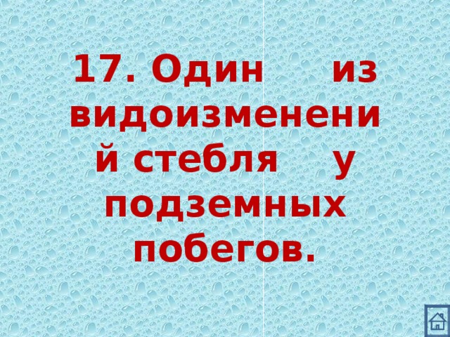 17. Один из видоизменений стебля у подземных побегов. 
