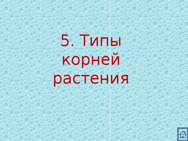 5. Типы корней растения 