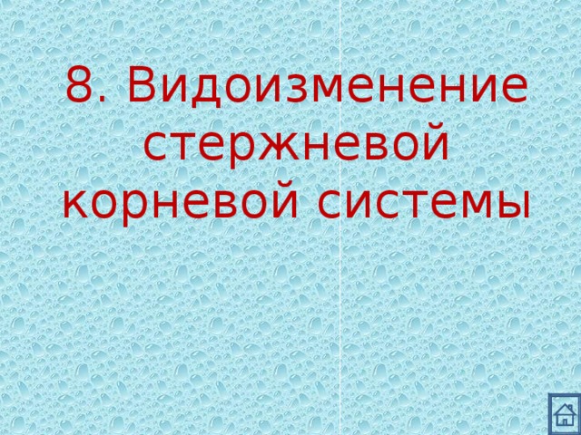 8. Видоизменение стержневой корневой системы 
