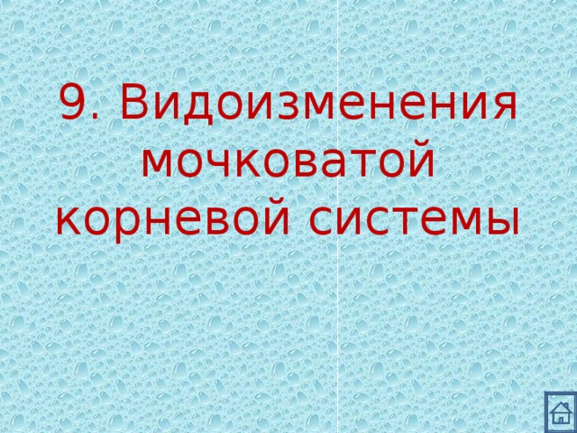 9. Видоизменения мочковатой корневой системы 