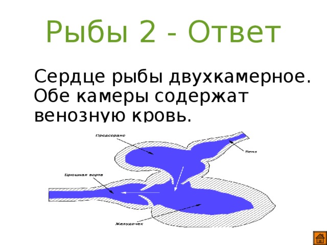 Двухкамерное сердце состоит