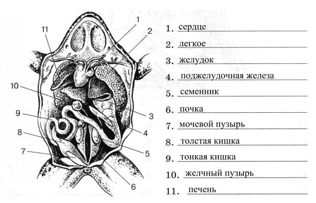 Рассмотри рисунок и подпиши основные части тела лягушки