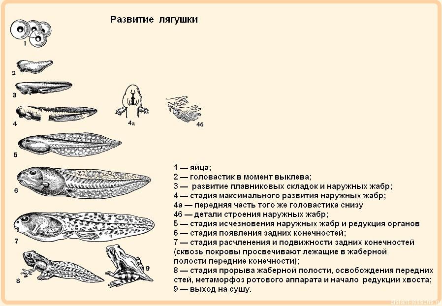 Развитие головастика земноводных. Этапы формирования органов у личинки лягушки. Последовательность развития головастика лягушки. Схема стадии развития головастиков лягушек. Последовательность развития прудовой лягушки.