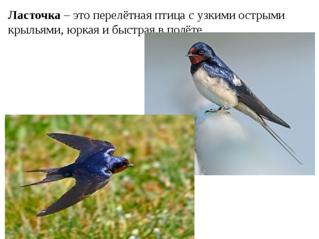 Ласточка – это перелётная птица с узкими острыми крыльями, юркая и быстрая в полёте. 