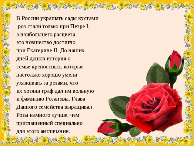 В России украшать сады кустами  роз стали только при Петре I, а наибольшего расцвета это новшество достигло при Екатерине II. До наших дней дошла история о семье крепостных, которые настолько хорошо умели ухаживать за розами, что их хозяин граф дал им вольную и фамилию Розановы. Глава Данного семейства выращивал Розы намного лучше, чем приглашенный специально для этого англичанин. 