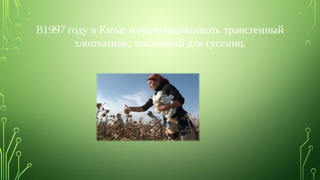 В1997 году в Китае начали выращивать трансгенный хлопчатник, токсичный для гусениц. 