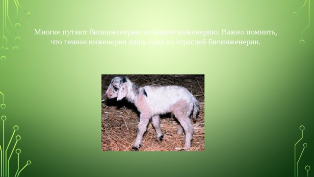  Многие путают биоинженерию и генную инженерию. Важно помнить, что генная инженерия лишь одна из отраслей биоинженерии. 