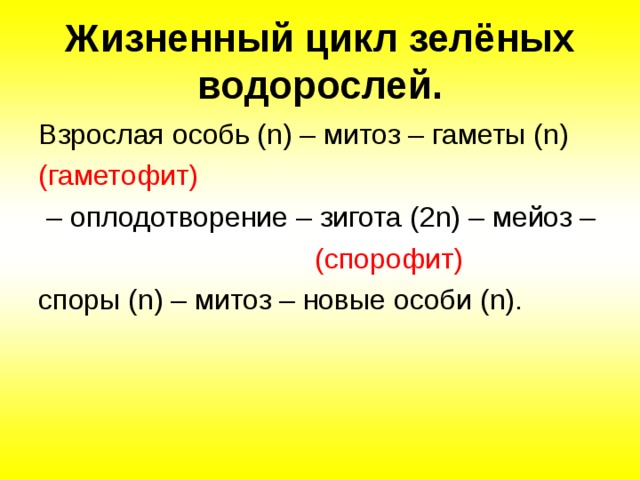 Жизненный цикл зелёных водорослей. Взрослая особь (n) – митоз – гаметы (n) (гаметофит) – оплодотворение – зигота (2n) – мейоз –  (спорофит) споры (n) – митоз – новые особи (n). 