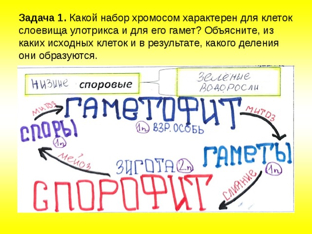 Задача 1.  Какой набор хромосом характерен для клеток слоевища улотрикса и для его гамет? Объясните, из каких исходных клеток и в результате, какого деления они образуются.   
