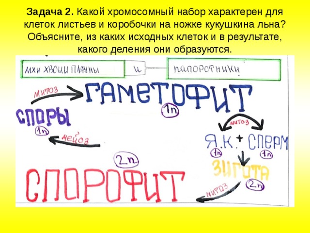 Хромосомный набор спорогона. Хромосомный набор характерен для клеток листьев. Хромосомный набор коробочки Кукушкина льна. Хромосомный набор клеток листьев Кукушкина льна.