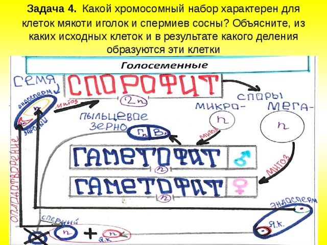Задача 4.  Какой хро­мо­сом­ный набор ха­рак­те­рен для кле­ток мякоти иго­лок и спер­ми­ев сосны? Объясните, из каких ис­ход­ных клеток и в ре­зуль­та­те какого де­ле­ния образуются эти клетки   
