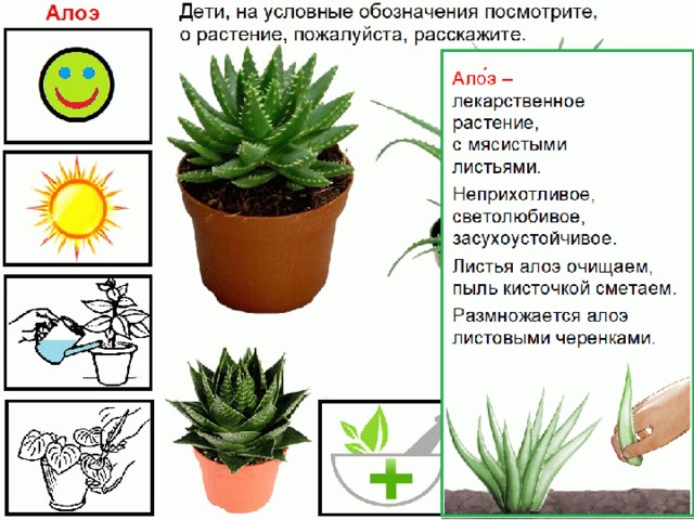 Алоэ картинка для детей дошкольников для садика