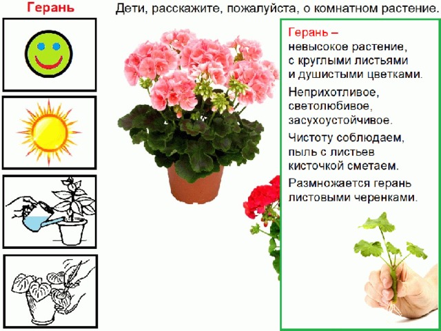 Комнатные растения схема рассказа