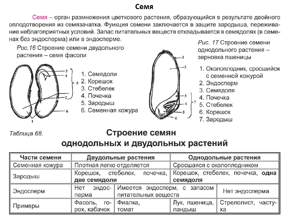 Ботаника в таблицах и схемах