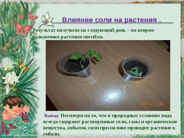 Объясните почему растение во 2 стакане завяло. Влияние соли на растения. Эксперименты с растениями. Опыты с растениями. Опыт влияние соли на растения.