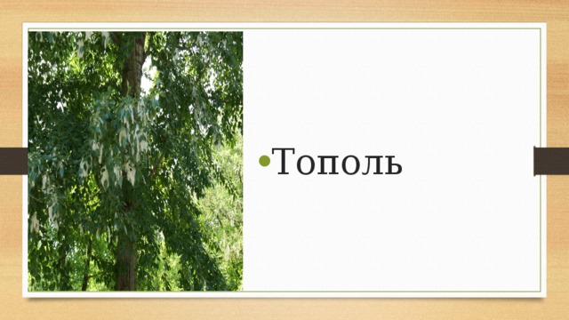 Тополь 