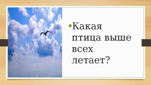 Какая птица выше всех летает? 