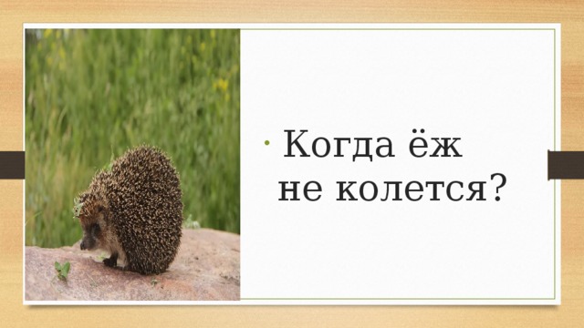  Когда ёж не колется? 