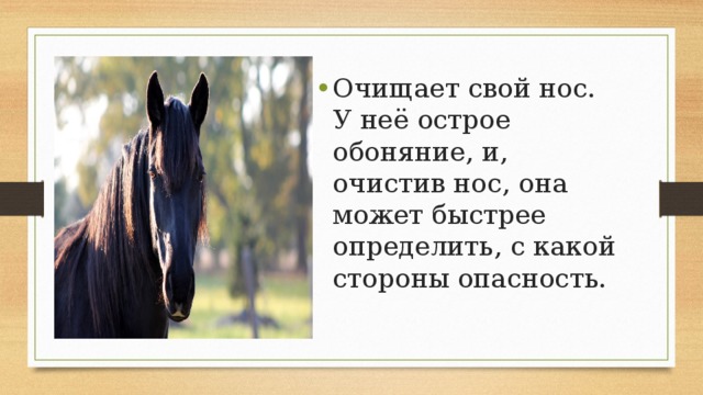 Очищает свой нос. У неё острое обоняние, и, очистив нос, она может быстрее определить, с какой стороны опасность.    