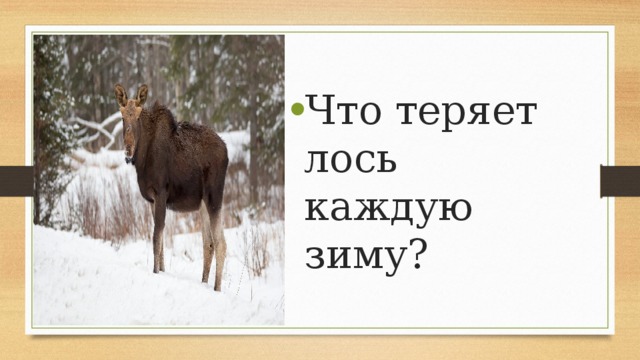 Что теряет лось каждую зиму? 