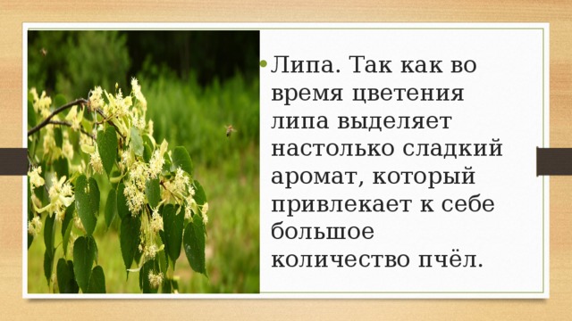 Липа. Так как во время цветения липа выделяет настолько сладкий аромат, который привлекает к себе большое количество пчёл. 