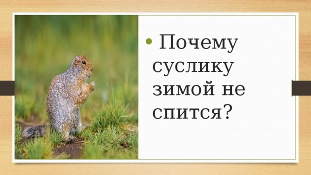  Почему суслику зимой не спится?    