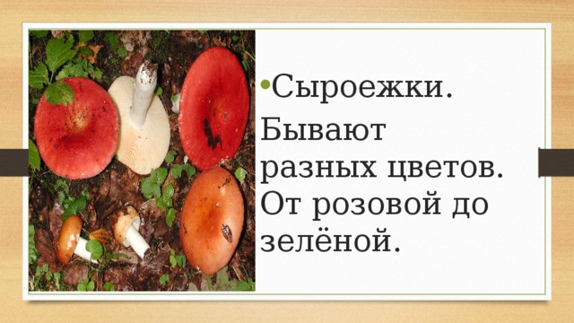 Сыроежки. Бывают разных цветов. От розовой до зелёной. 