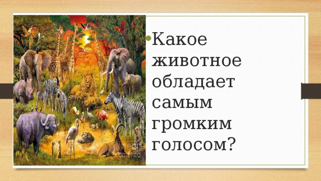 Какое животное обладает самым громким голосом? 