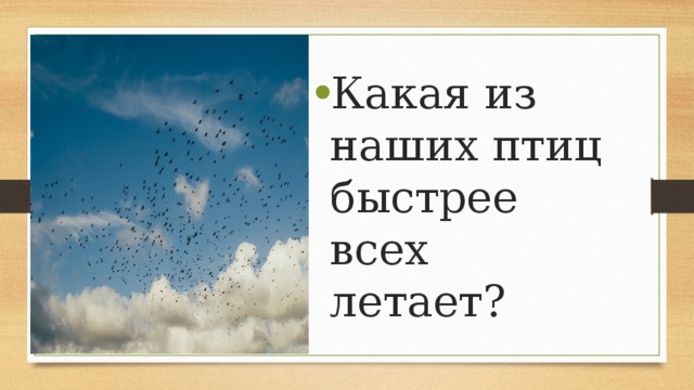 Какая из наших птиц быстрее всех летает? 