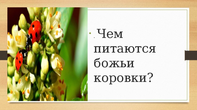 . Чем питаются божьи коровки? 