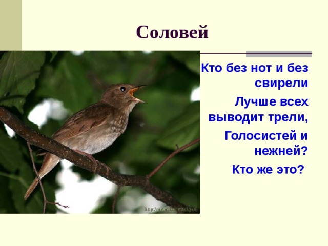 Кто такой соловей. Кто без нот и без свирели лучше всех выводит трели. Соловей и Свирель. Соловей мой Соловей голосистый Соловей.