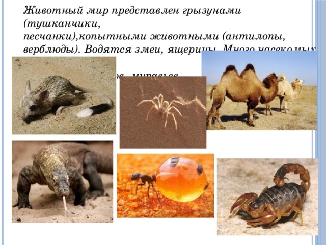 Животный мир представлен грызунами (тушканчики, песчанки),копытными животными (антилопы, верблюды). Водятся змеи, ящерицы. Много насекомых – скорпионов, пауков, муравьев.  
