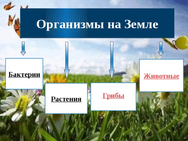 Организмы земли