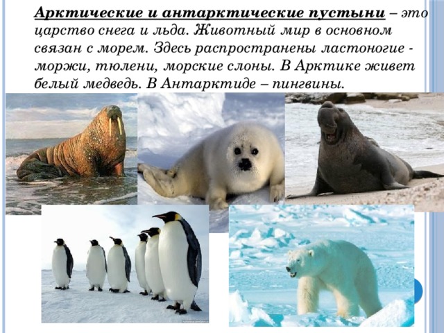 Арктические и антарктические пустыни – это царство снега и льда. Животный мир в основном связан с морем. Здесь распространены ластоногие - моржи, тюлени, морские слоны. В Арктике живет белый медведь. В Антарктиде – пингвины.  